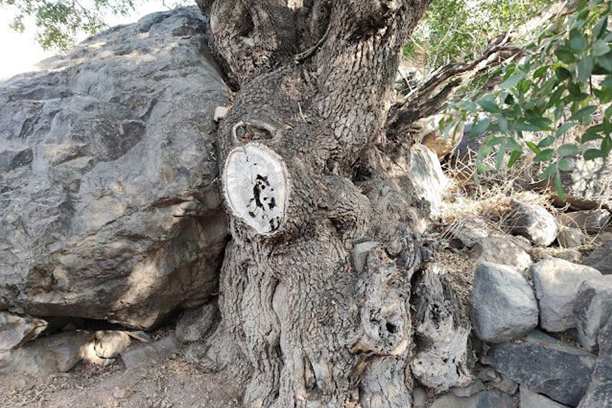 Los abuelos de Guayedra…