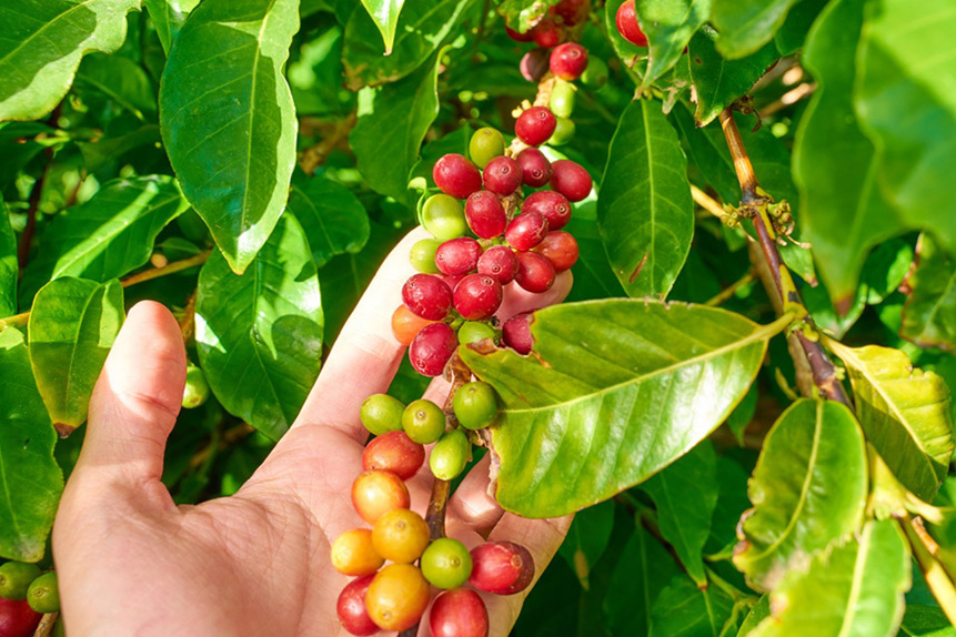 Café del Valle de Agaete