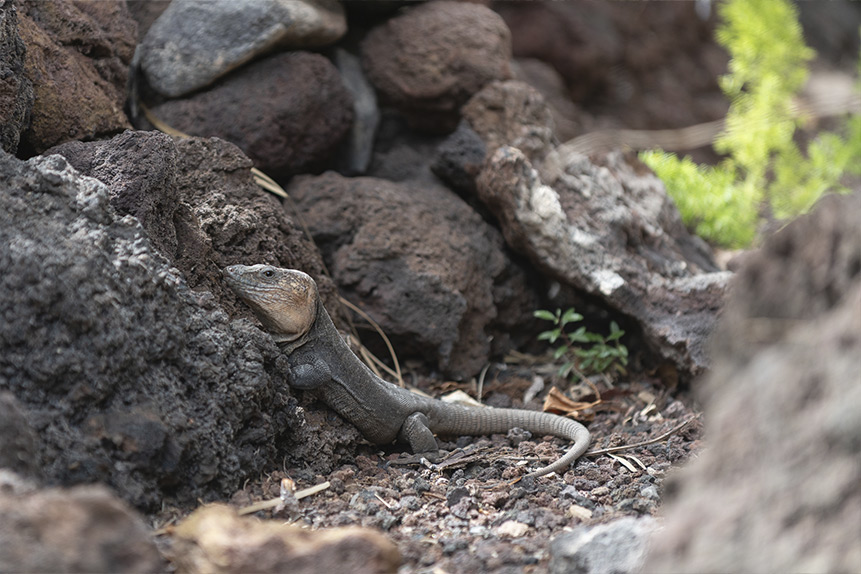 El lagarto gigante de Gran Canaria…